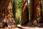 Sequoias